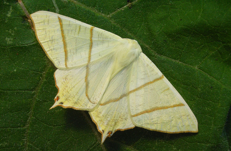 Nachtschwalben-schwanz (Ourapteryx sambucaria) - © Heinz Habeler Nachtschwalben-schwanz (Ourapteryx sambucaria) - © Heinz Habeler